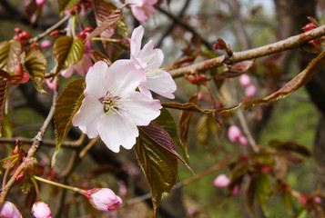Two sakura flowers on a twig