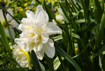 Daffodils in the garden in spring