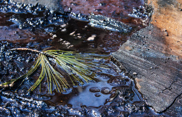 Pine twig in a puddle after rain