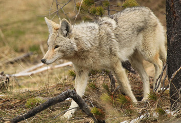 Yellowstone Coyote