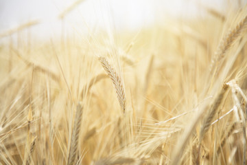 Wheat Beards.Wheat field morning sunrise and yellow sunshine 