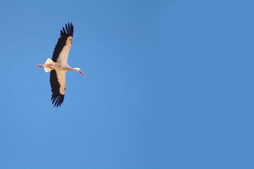 Stork soars high against the blue sky