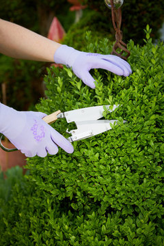 Woman Pruning A Topiary Or Box Wood Hedge In Spring