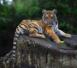 tigre siberiano bebe