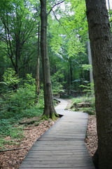  Ścieżka przez las wyłożona drewnianymi deskami, puszcza jodłowa, Góry Świętokrzyskie, wejście na Łysicę