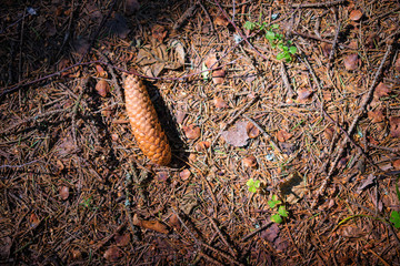 Pinecone on the ground.