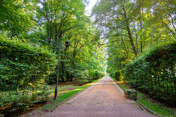 The road in beautiful green summer park