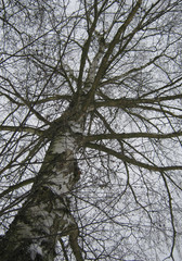 Tree in winter