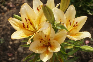 Flowering ornamental yellow lily in the garden closeup. 
