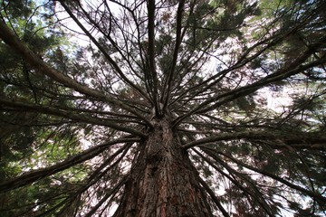 Under a Tree Canopy