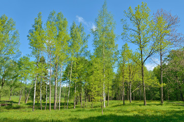 Sunny landscape in the forest.