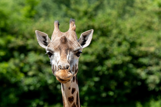 funy face of a giraffe