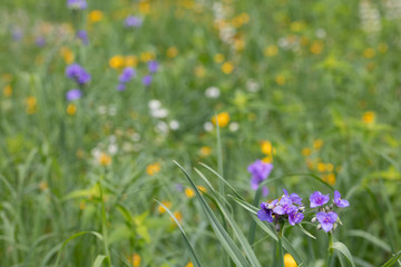 Field of flowers background