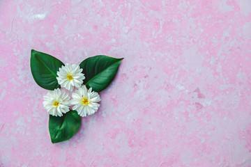 Flower arrangement Lotus with a small mosquito on the right flower on a pink concrete background