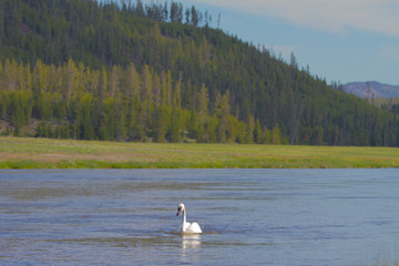 Trumpeter Swan