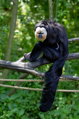 White-faced Saki monkey sits on the branch of a tree