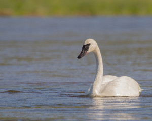 Fototapeta premium Trumpeter Swan