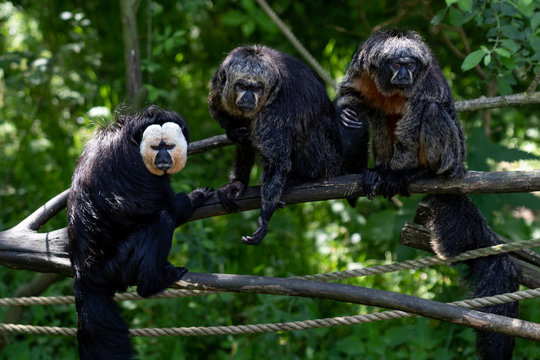 white-faced saki monkeys 