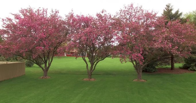 Pink Trees (Drone Footage)