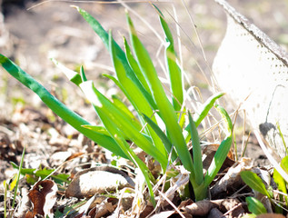 Green onions in the country in the spring.