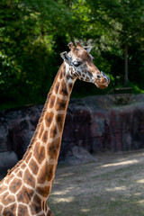 the head of a giraffe