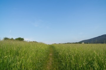 Magic trees and paths in the forest and on meadow. Slovakia