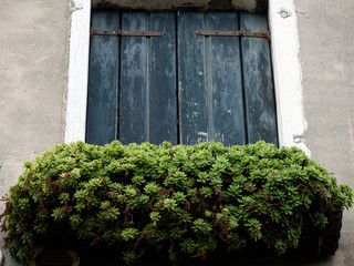 Blue old wooden window shutter with green succulents