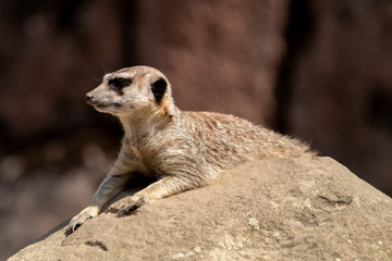 Fototapeta premium meerkat enjoys the sun