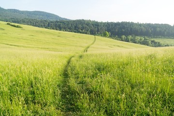 Magic trees and paths in the forest and on meadow. Slovakia
