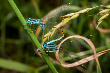 Mating pair of blue azure damselfly, a beautiful dragonfly