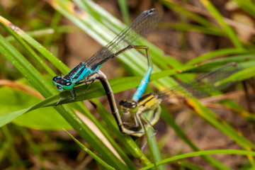 Mating pair of blue and green azure damselfly, a beautiful dragonfly