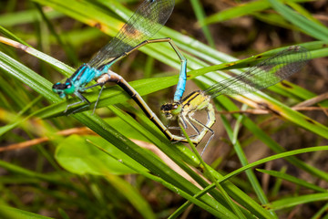 Mating pair of blue and green azure damselfly, a beautiful dragonfly