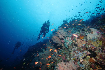 Naklejka na ściany i meble Female Scuba Diver and Colorful reef fish blue ocean and bright coral underwater
