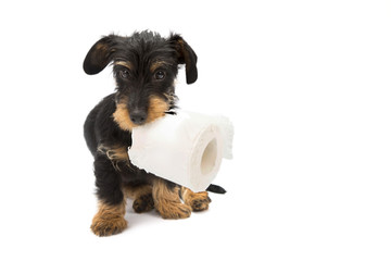 Dachshund puppy playing with a roll of toilet paper