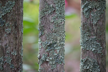 Mossy wodden slats with garden background