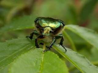 green beetle on the leaf