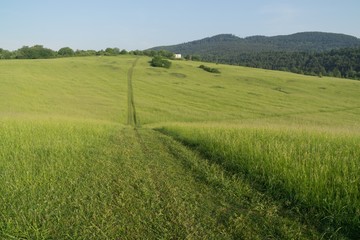 Magic trees and paths in the forest and on meadow. Slovakia