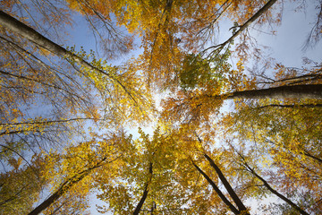 Top view of sunny colorful autumn seasonal forest trees.