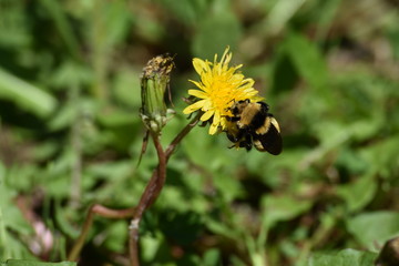 Bumbblebee on dandelion