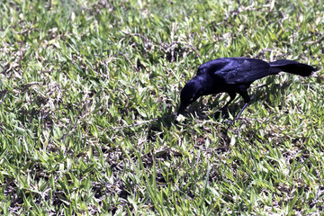 Naklejka premium Greater Antillean grackle (Quiscalus niger) - Varadero, Cuba
