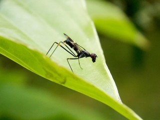 bug on the green leaf
