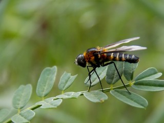 bug on the green leaf
