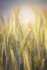 Getreidefeld mit Sonnenschein