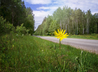 yellow flower on the roadside