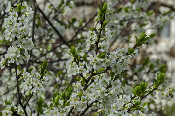 Branch with fresh bloom  of plum-tree  or Prunus domestica flower in park, Sofia, Bulgaria 