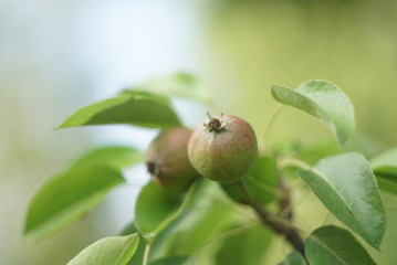 Branch Of Wild Pear Close