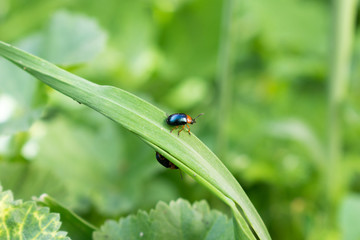 A small beetle.