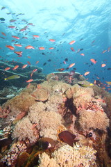 Colorful reef fish blue ocean and bright coral underwater