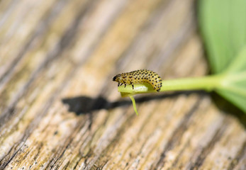 Pyrrhalta viburni larva causing damage of viburnum leaves