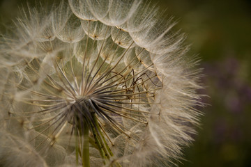 Ragno dentro un soffione © Chiara